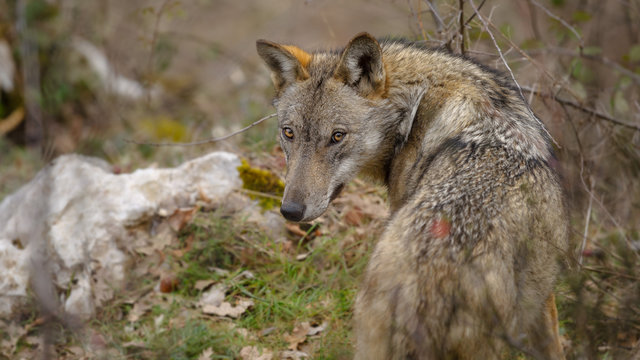parco nazionale d'abruzzo