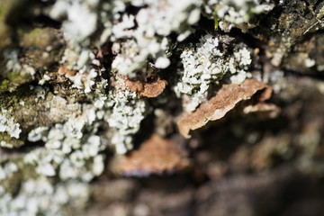 lichen in the woods macro