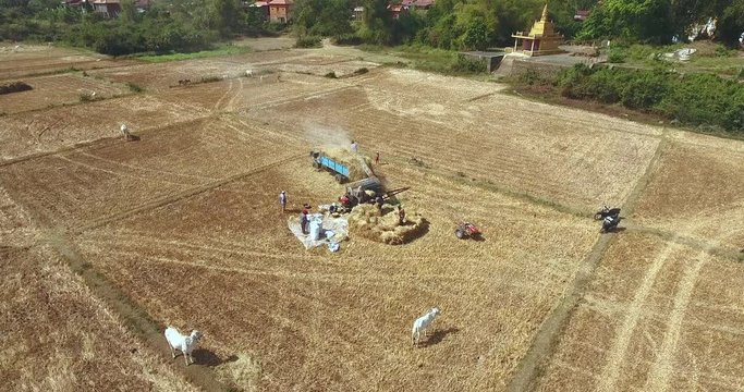 aerial static view of farmers threshing rice with machine directly in the truck