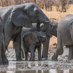 Elephant Mud Bath