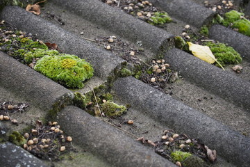 moss at a roof