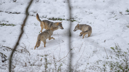 parco nazionale d'abruzzo