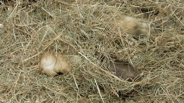 Several Guinea Pigs Moving Around In Hay