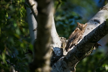 Otus scops. The wild nature of Bulgaria. Free nature. A beautiful picture of nature. Rhodopes. A little bird. Owl on the tree. Mountains in Bulgaria. European wildlife. Madzarovo. River Arda.