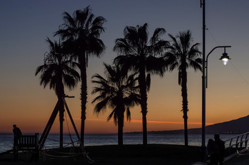 Siluetas de palmeras al atardecer / Silhouettes of palm trees at sunset. Málaga