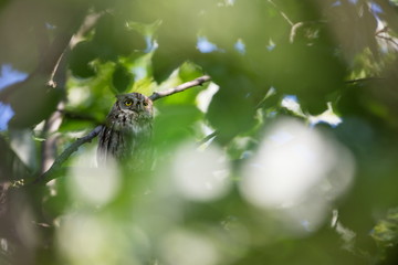 Otus scops. The wild nature of Bulgaria. Free nature. A beautiful picture of nature. Rhodopes. A little bird. Owl on the tree. Mountains in Bulgaria. European wildlife. Madzarovo. River Arda.