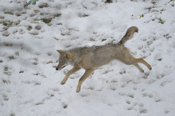 parco nazionale d'abruzzo