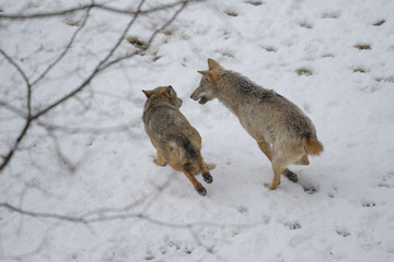 parco nazionale d'abruzzo