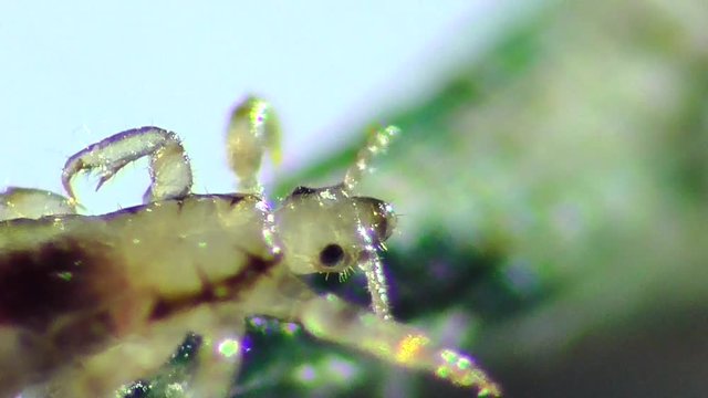 Kopflaus (Pediculus humanus capitis), head lice