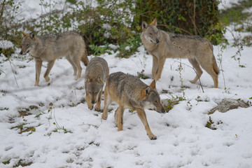 parco nazionale d'abruzzo