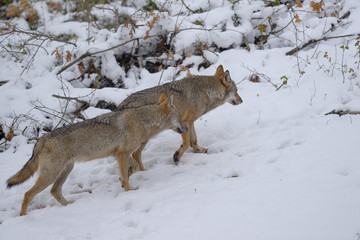 parco nazionale d'abruzzo