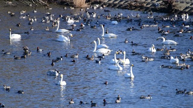 2019年1月、オオハクチョウ、オナガガモ、ホシハジロ、とても賑やかな池です。