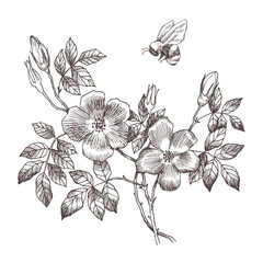 Wild roses blossom branch isolated on white. Vintage botanical hand drawn illustration. Spring flowers of garden rose, dog rose. Vector design. Can use for greeting cards, wedding invitations