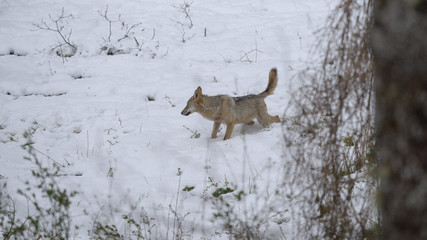 parco nazionale d'abruzzo