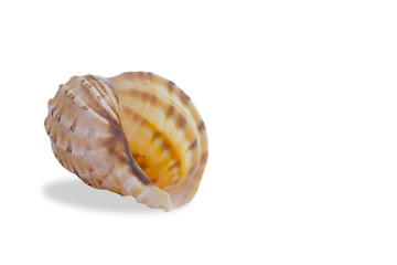 conch seashell on white background