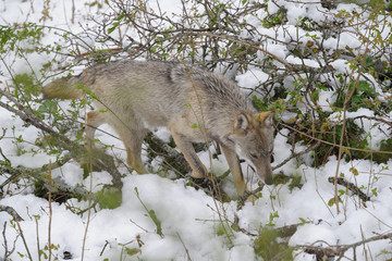 parco nazionale d'abruzzo