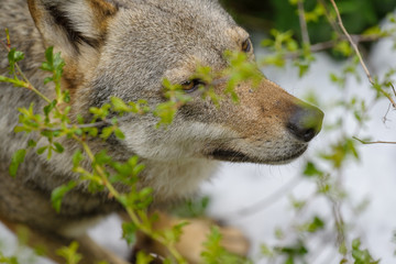 parco nazionale d'abruzzo