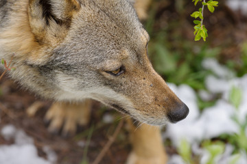 parco nazionale d'abruzzo