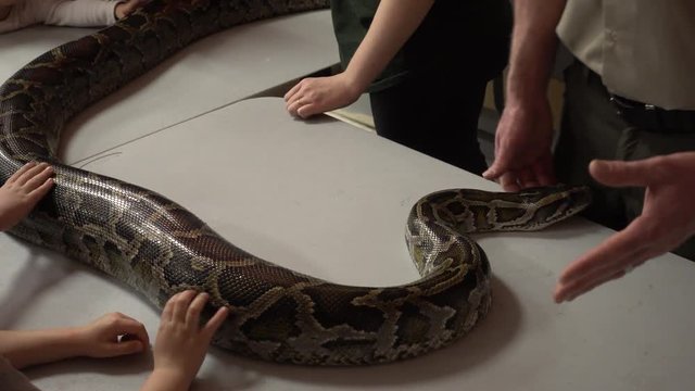 Children Petting Burmese Python At Petting Zoo