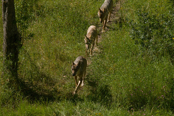 parco nazionale d'abruzzo