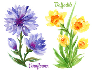 Watercolour Gouache hand drawn spring and summer Cornflower and Daffodils Flower illustration