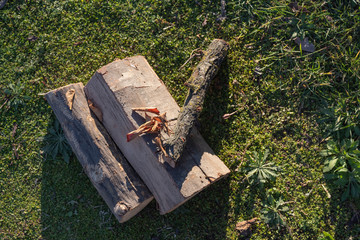 cut logs on the green moist grass