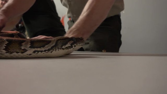 Burmese Python Slithering On Table Super Close Up