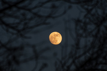 Pleine lune rousse vu à travers le branchage