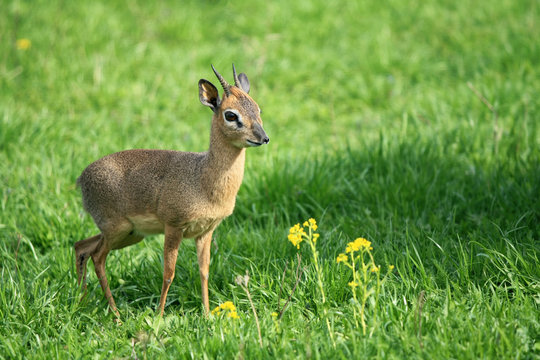 smallest antelope dik-dik on a green meadow