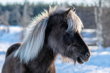 Dark brown Icelandic horse with white mane