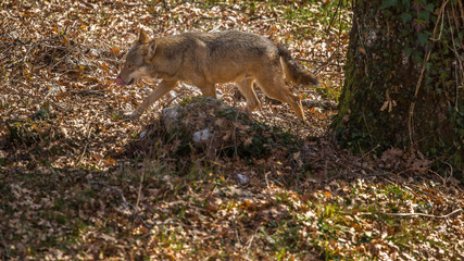 parco nazionale d'abruzzo