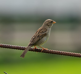 sparrow on fence