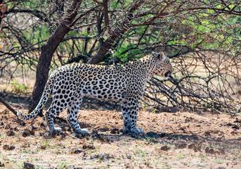 Male Leopard