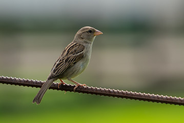 sparrow on fence