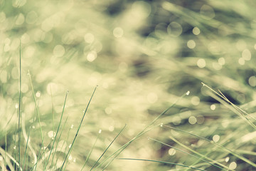Dew in the grass, abstract floral background, selective focus