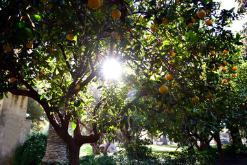 Sun Glare through Tangerine Tree 2
