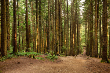 Obraz premium Road through the fir forest, natural outdoor background