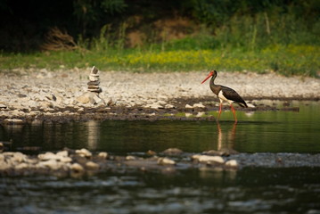 Ciconia nigra. The wild nature of Bulgaria. Free nature. A beautiful picture of nature. Rhodopes. Big bird. Mountains in Bulgaria. European wildlife. Madzarovo. River Arda.