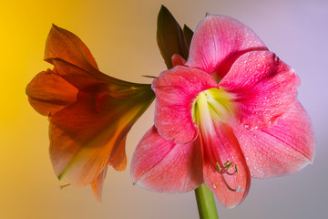 Hippeastrum (Hippeástrum) on a light background, bloomed without fear of cold weather, despite its tropical origin. Two buds blossomed at once