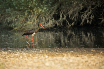 Ciconia nigra. The wild nature of Bulgaria. Free nature. A beautiful picture of nature. Rhodopes. Big bird. Mountains in Bulgaria. European wildlife. Madzarovo. River Arda.