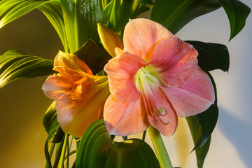 Hippeastrum (Hippeástrum) bloomed without fear of cold weather, despite its tropical origin. Two...