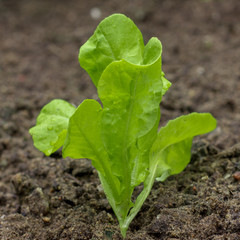 close up of young lettuce plant 