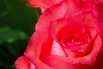 Rose flower macro. Background.
