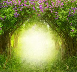 Fantasy  background . Magic forest.Beautiful spring  landscape.Lilac trees in blossom