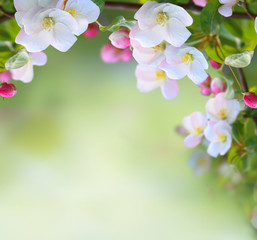 Spring apple blossom on green nature  blurred background