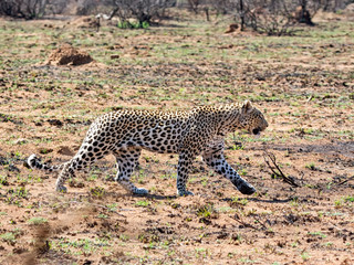 Male Leopard