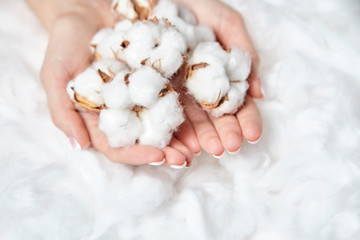 Natural cotton flowers in the female hands