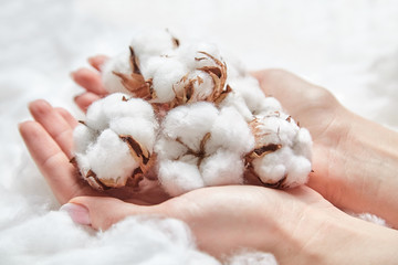 Natural cotton flowers in the female hands