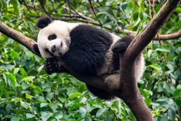 Gardinen Panda Großer Panda schläft auf einem Baum  © eyetronic