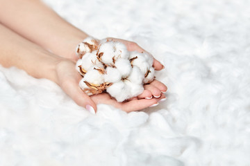 Natural cotton flowers in the female hands